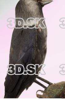 Jackdaw - Corvus monedula 0035